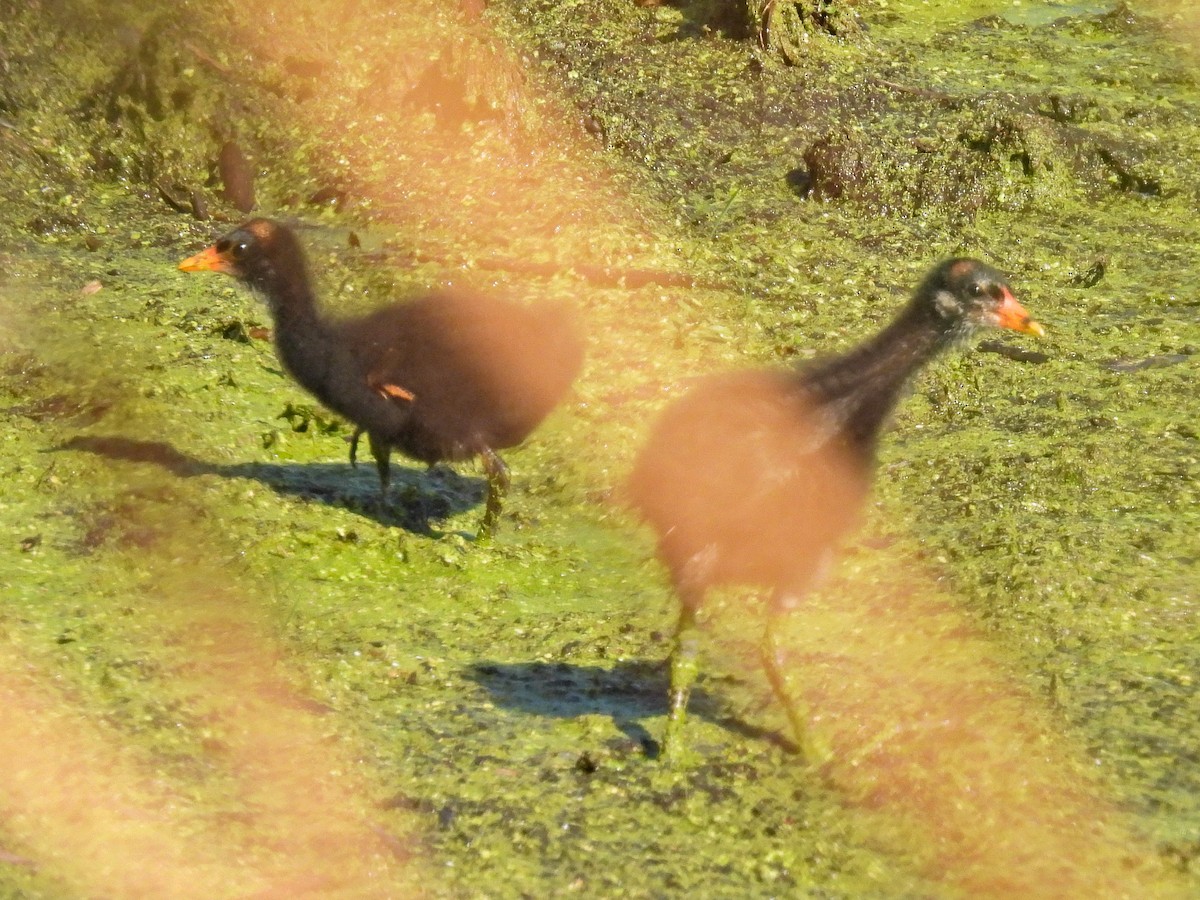 Common Gallinule - ML640532569
