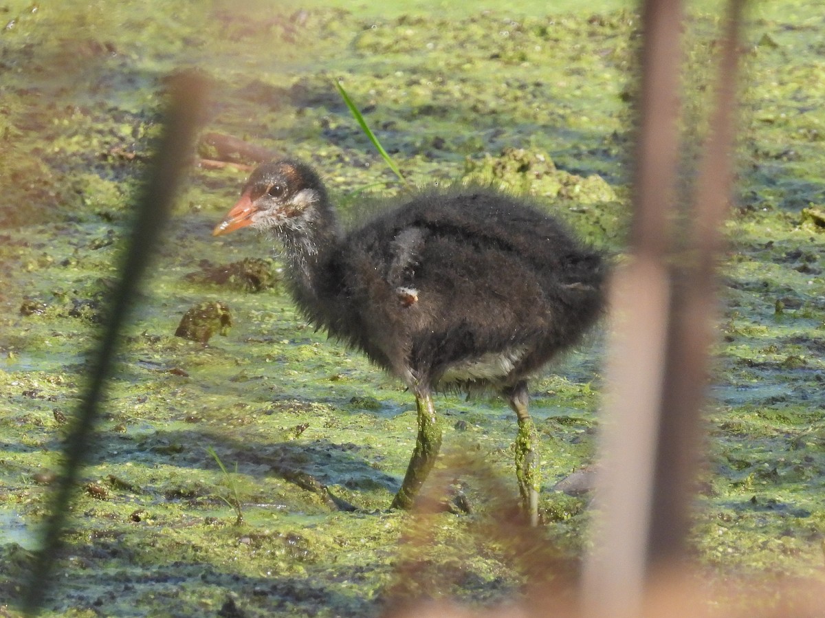 Common Gallinule - ML640532573