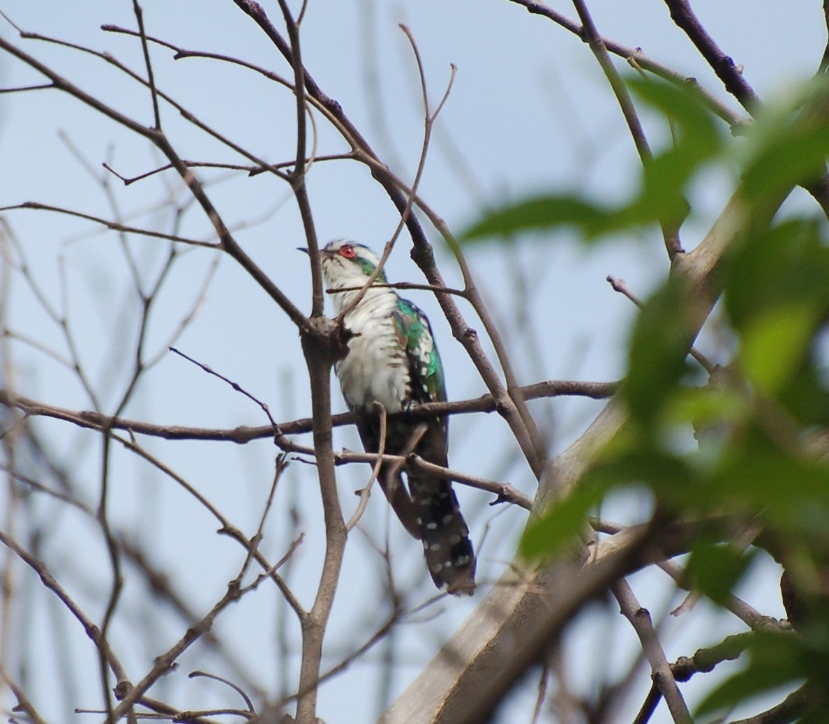Dideric Cuckoo - ML640532574