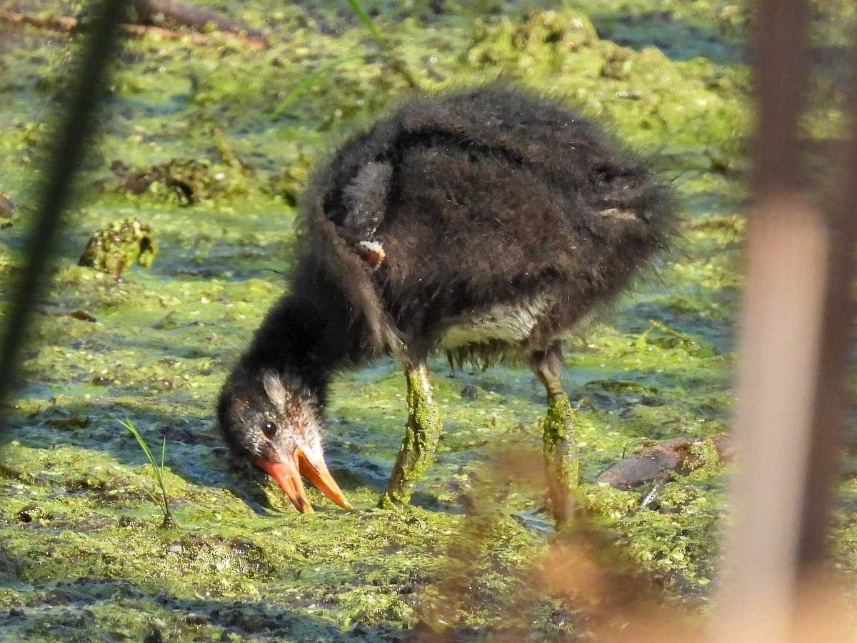 Common Gallinule - ML640532575