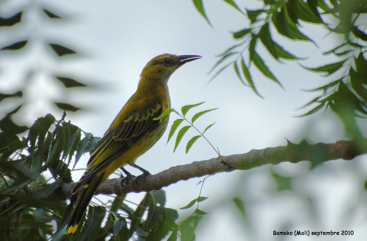African Golden Oriole - ML640532711