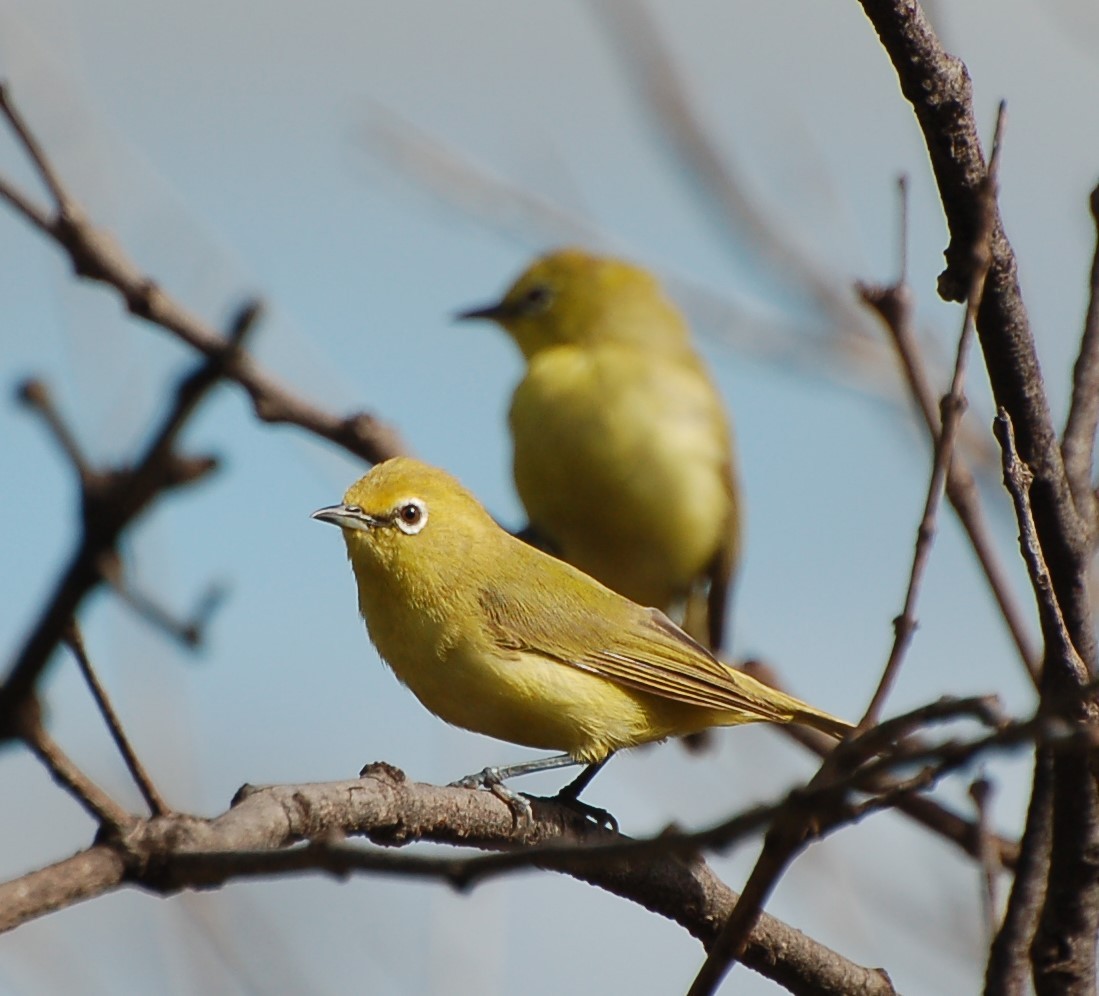 Northern Yellow White-eye - ML640532746
