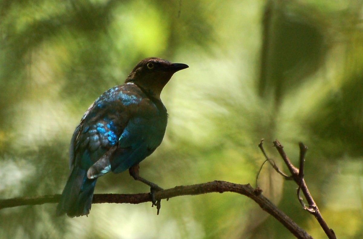 Purple Starling - ML640532754