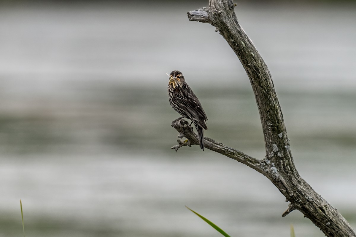 Red-winged Blackbird - ML640532755