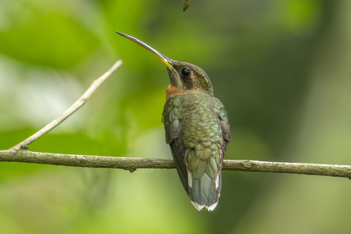 Band-tailed Barbthroat - ML640532788