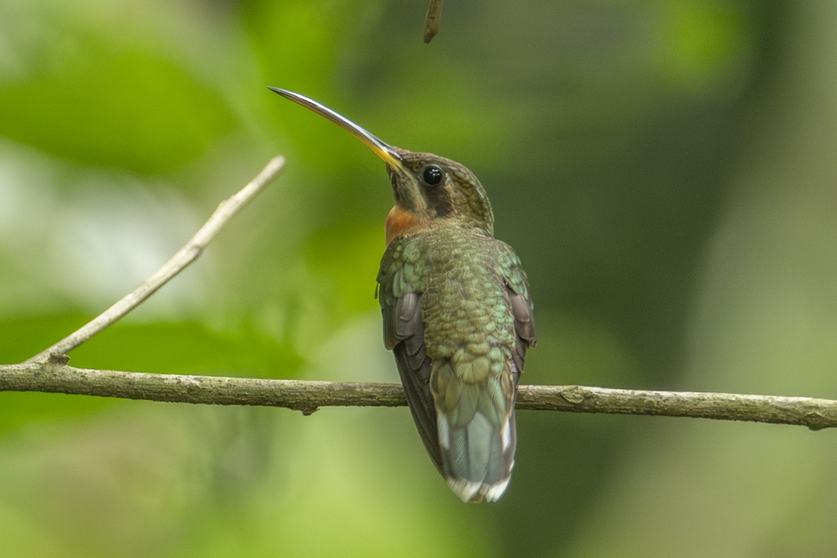 Band-tailed Barbthroat - ML640532789