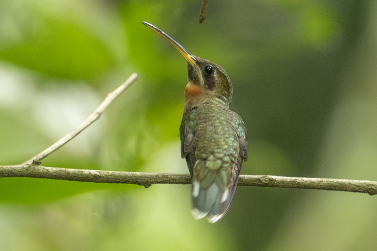 Band-tailed Barbthroat - ML640532790