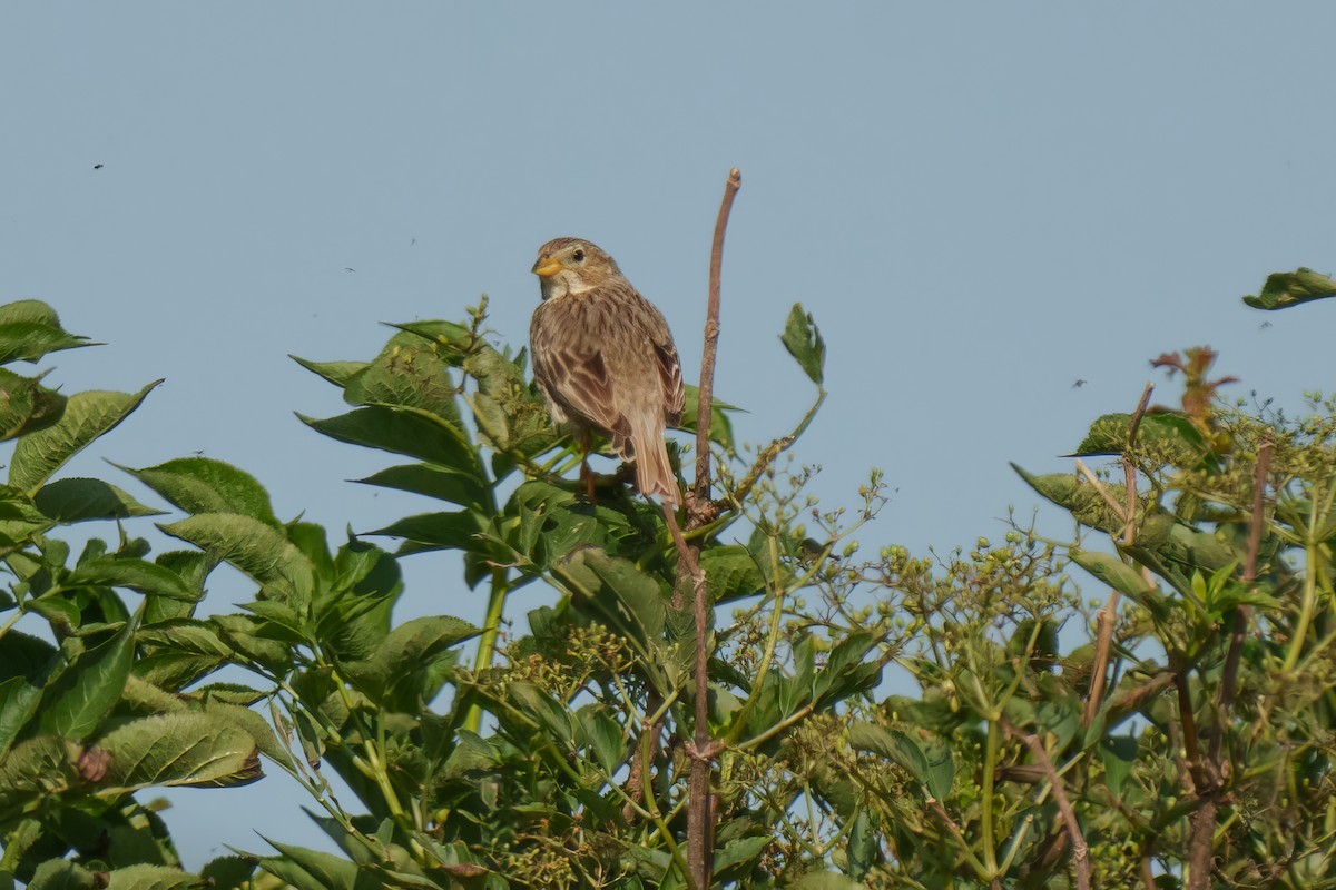 Corn Bunting - ML640532835