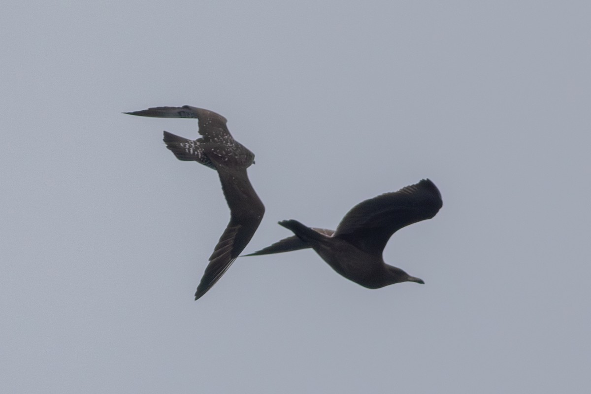 Long-tailed Jaeger - ML640532925