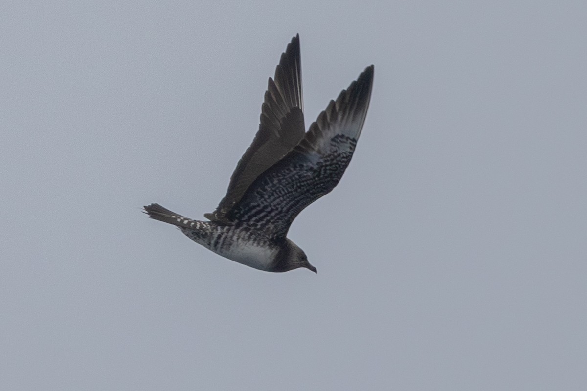 Long-tailed Jaeger - ML640532926