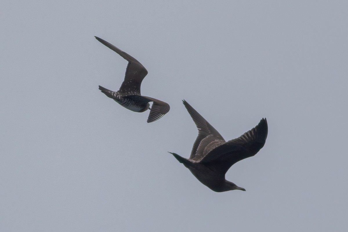 Long-tailed Jaeger - ML640532927