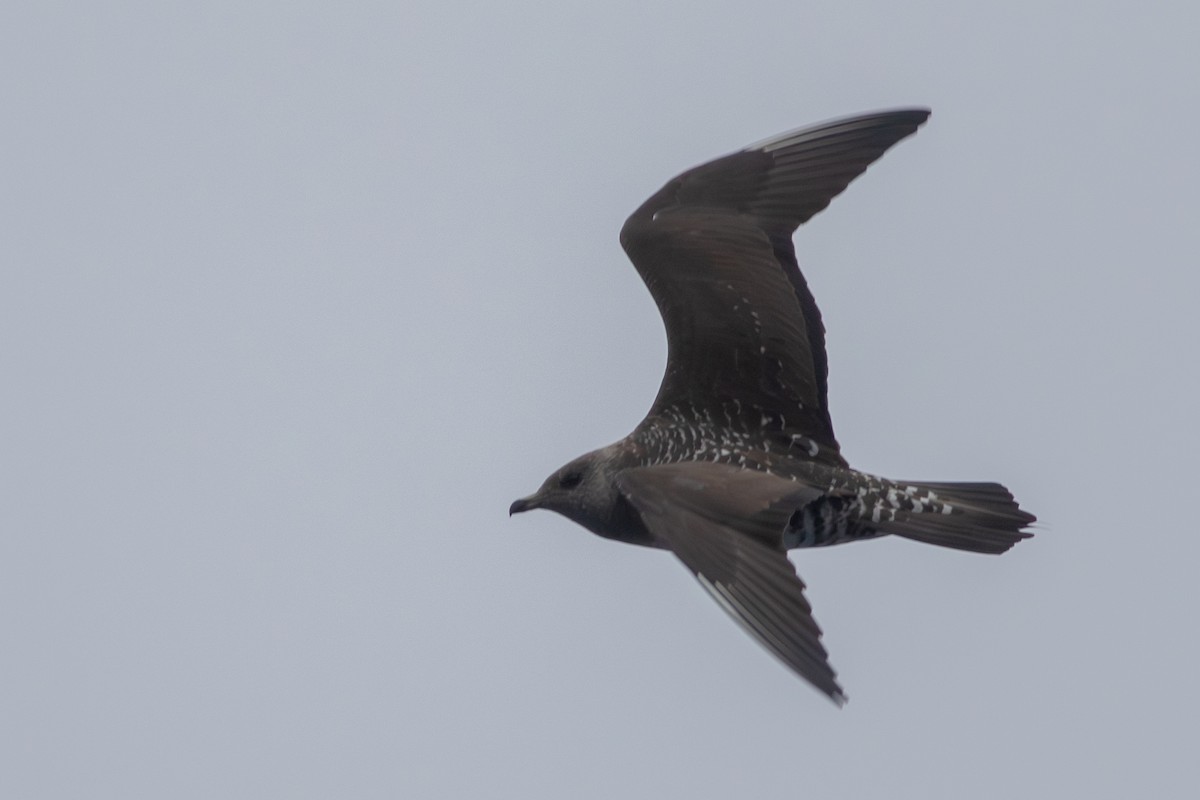Long-tailed Jaeger - ML640532928
