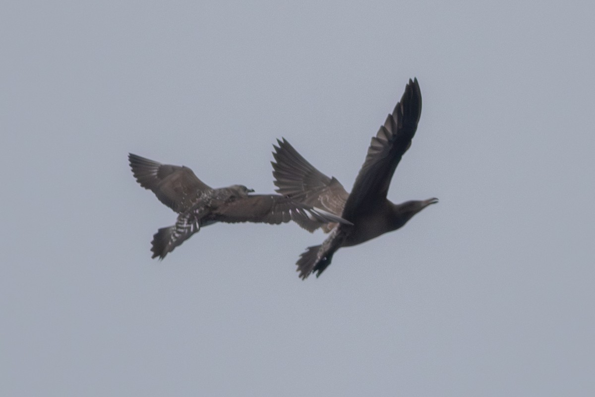 Long-tailed Jaeger - ML640532929