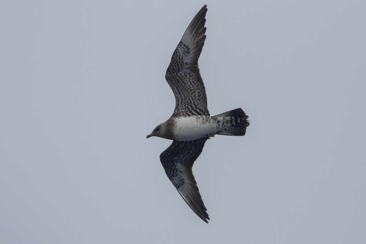 Long-tailed Jaeger - ML640532930