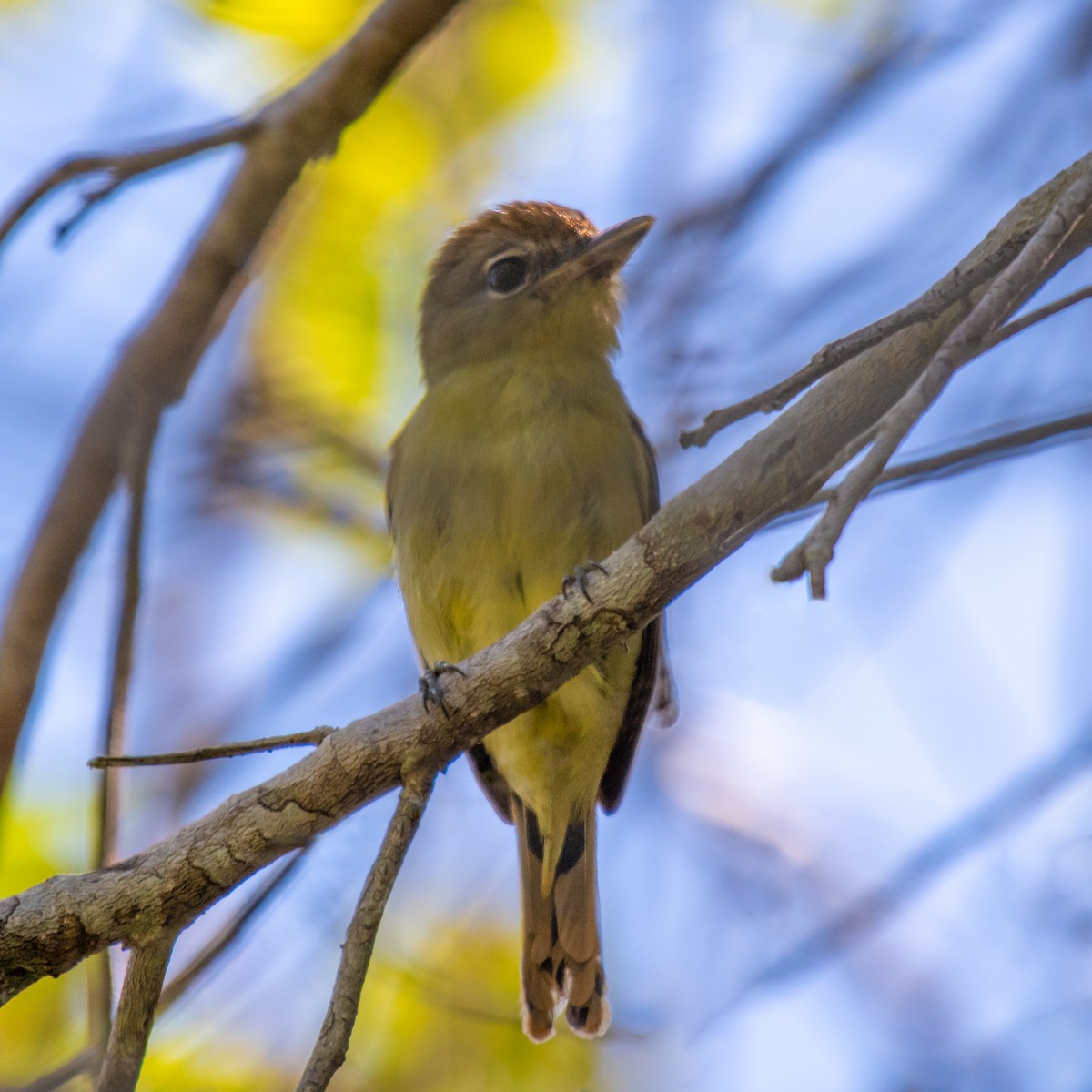 Black-capped Becard - ML640532964