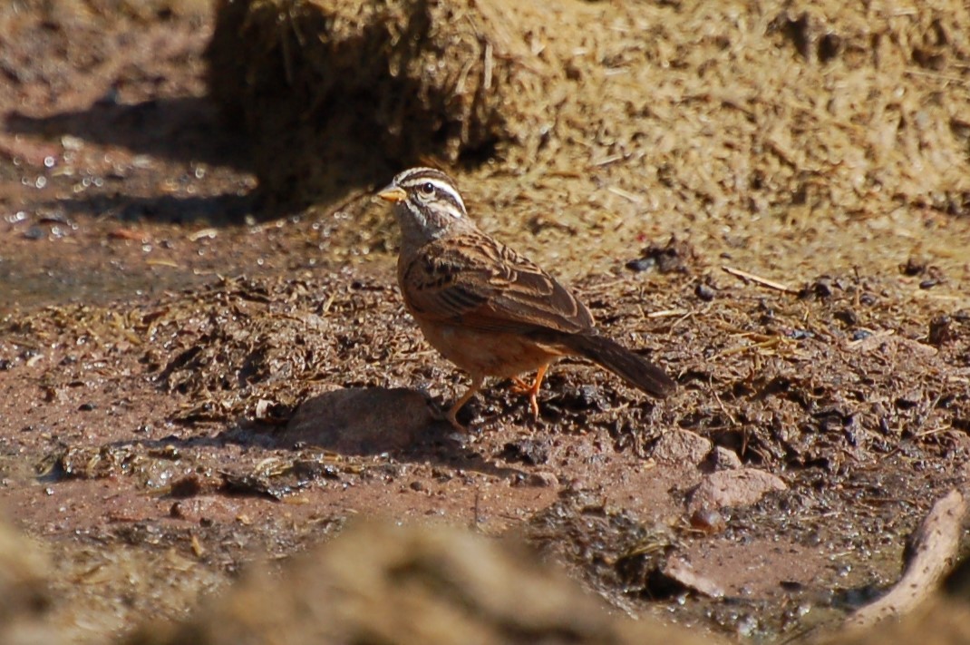 Gosling's Bunting - ML640532979