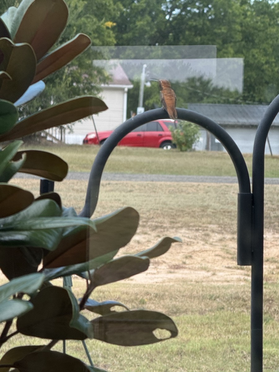 Rufous Hummingbird - ML640533001