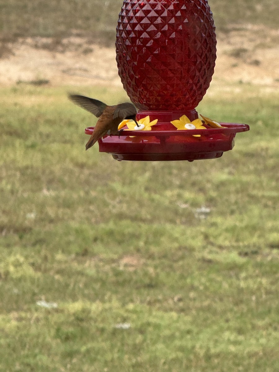 Rufous Hummingbird - ML640533002