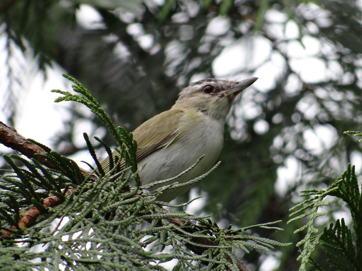 Red-eyed Vireo - ML640533054