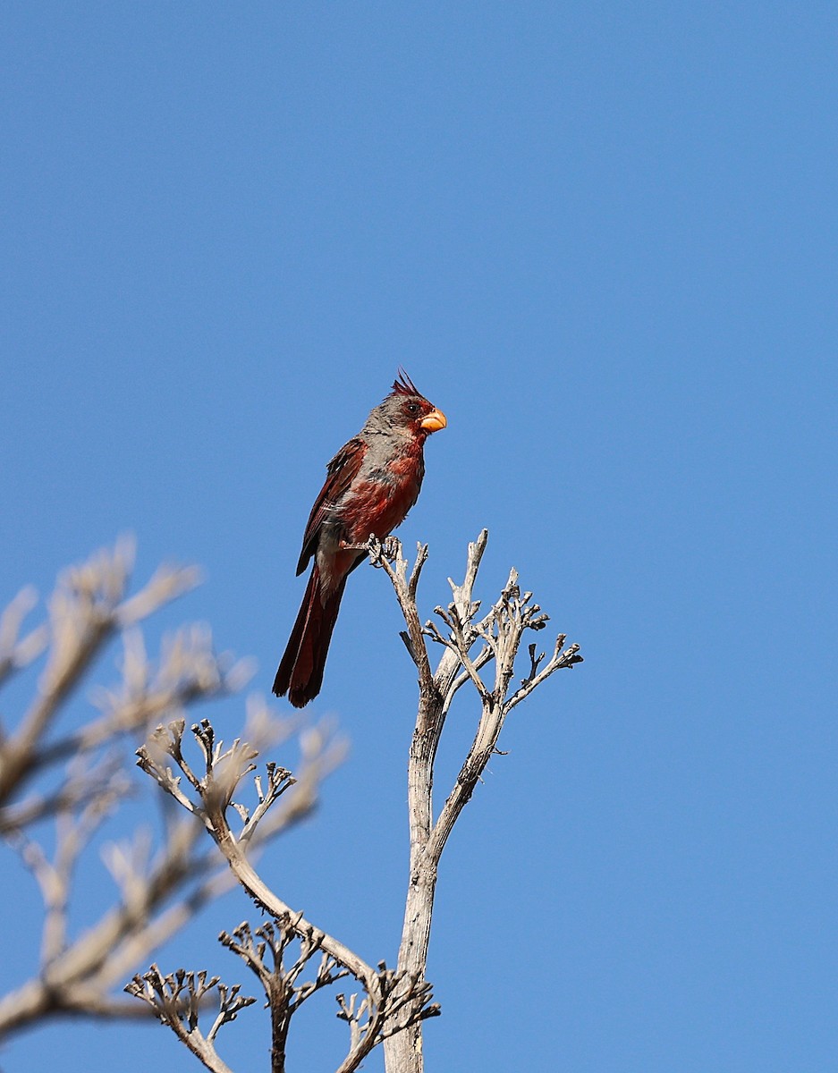 Pyrrhuloxia - ML640533058