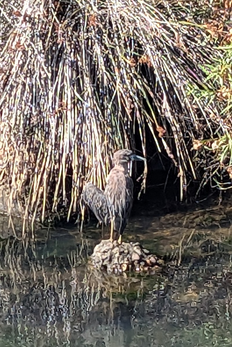 Yellow-crowned Night Heron - ML640533059