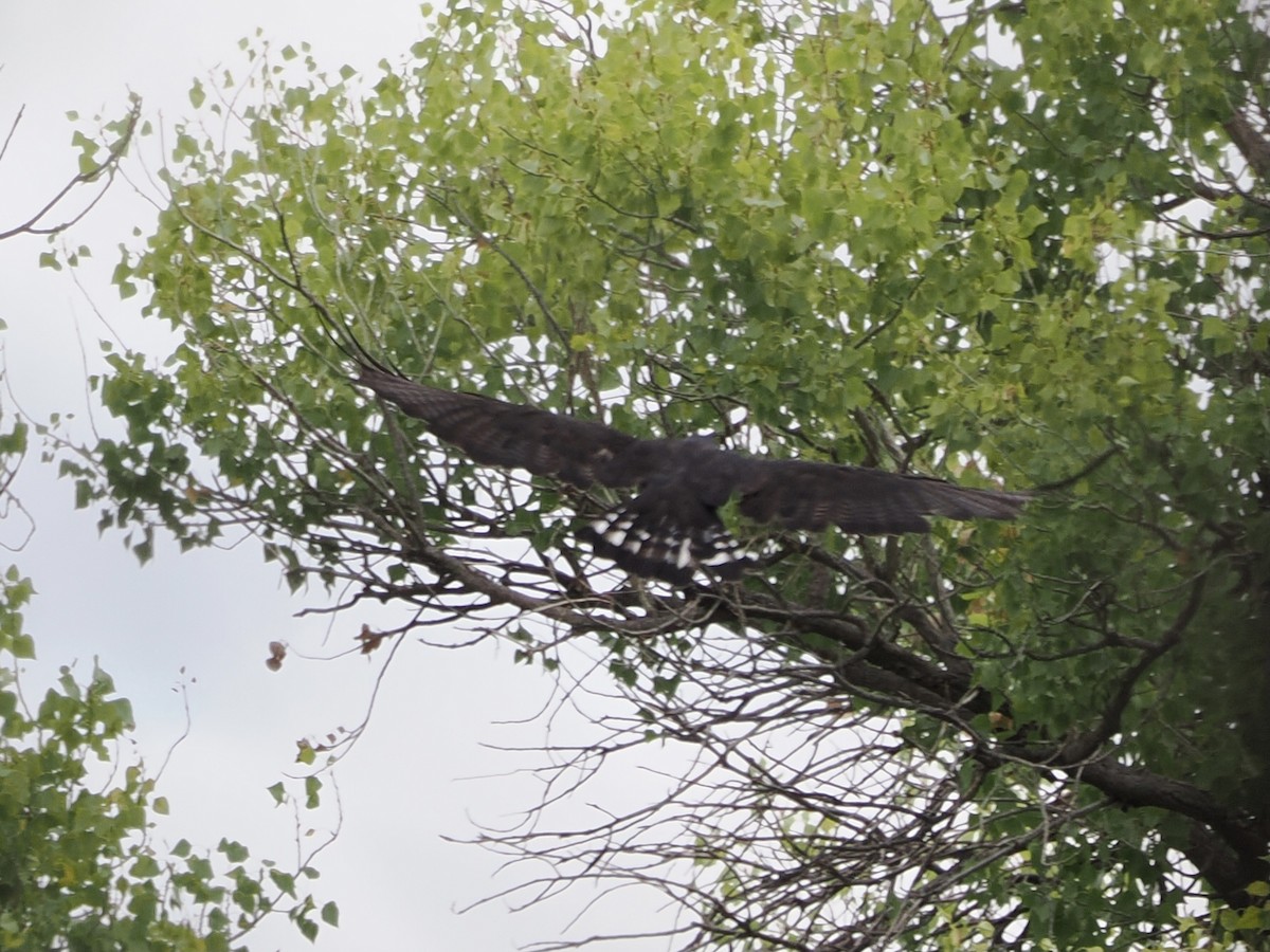 Zone-tailed Hawk - ML640533085