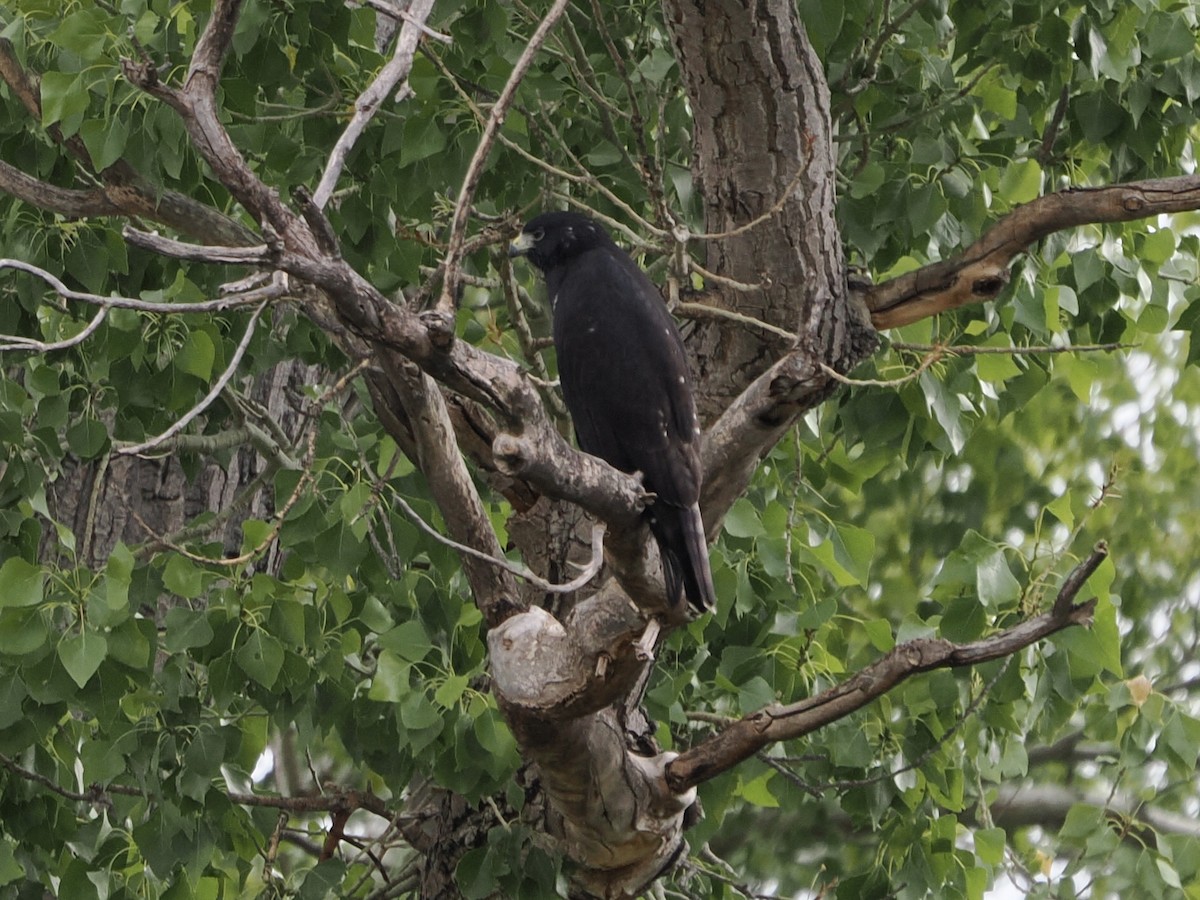 Zone-tailed Hawk - ML640533086