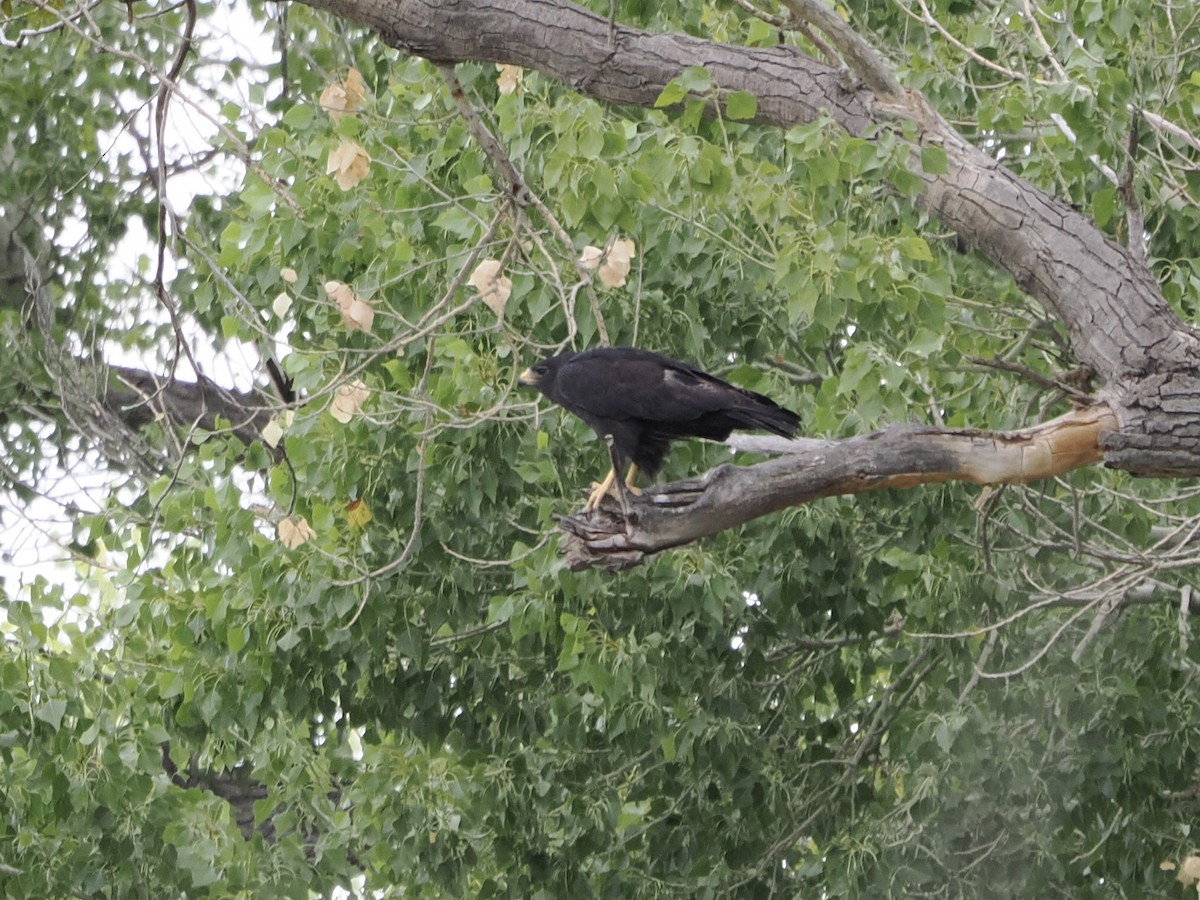 Zone-tailed Hawk - ML640533087