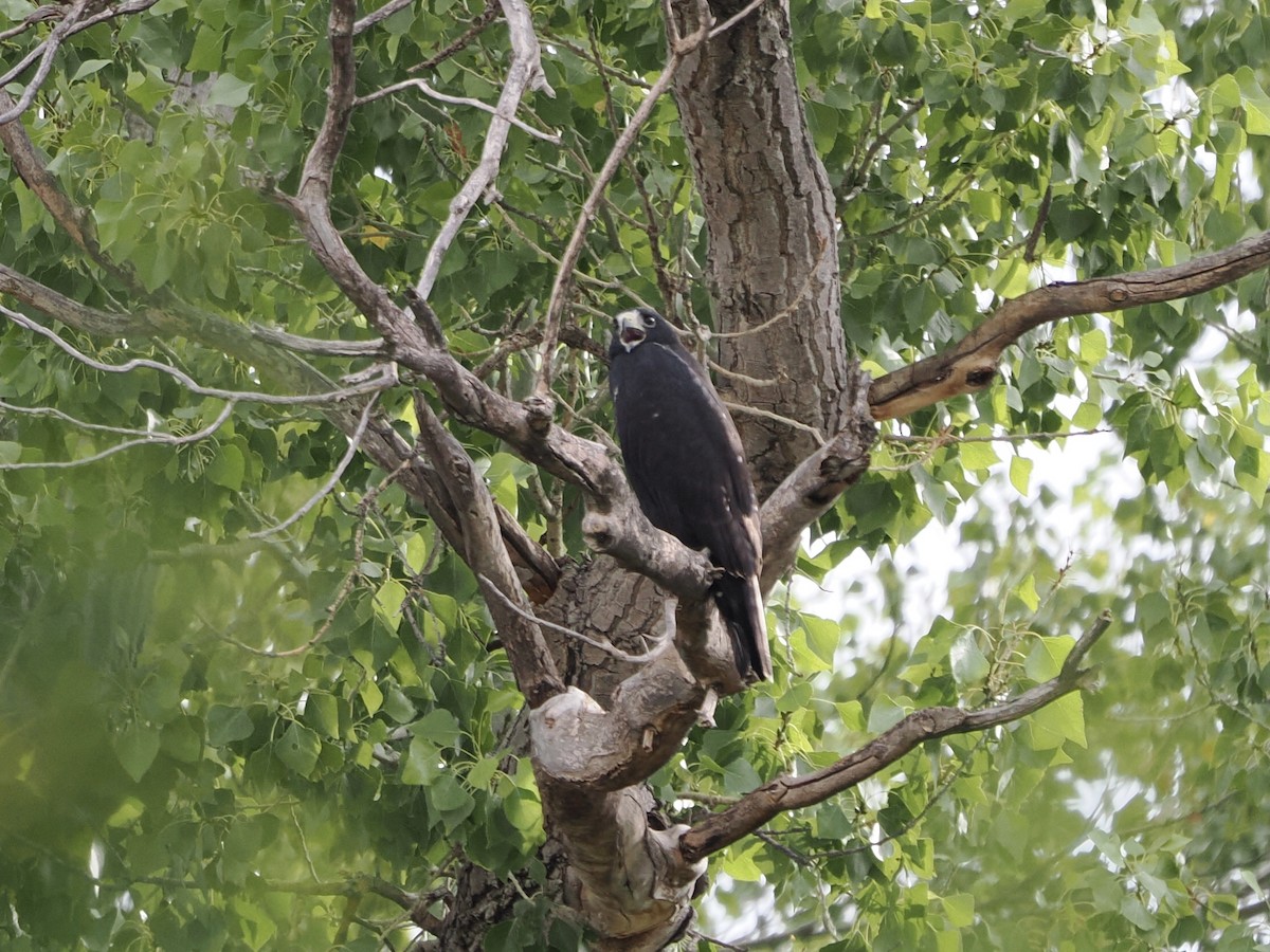 Zone-tailed Hawk - ML640533088