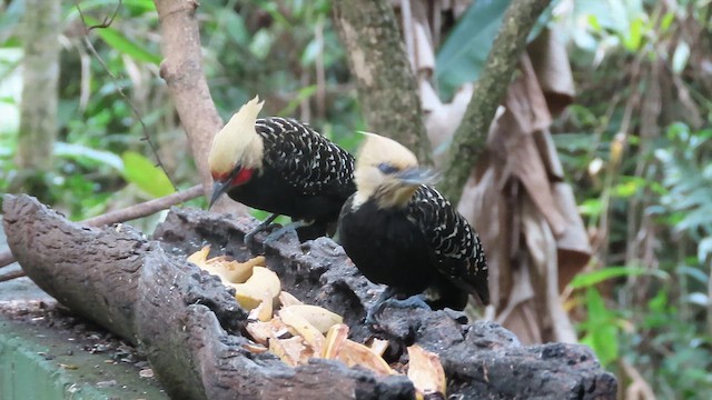 Blond-crested Woodpecker - ML640533094