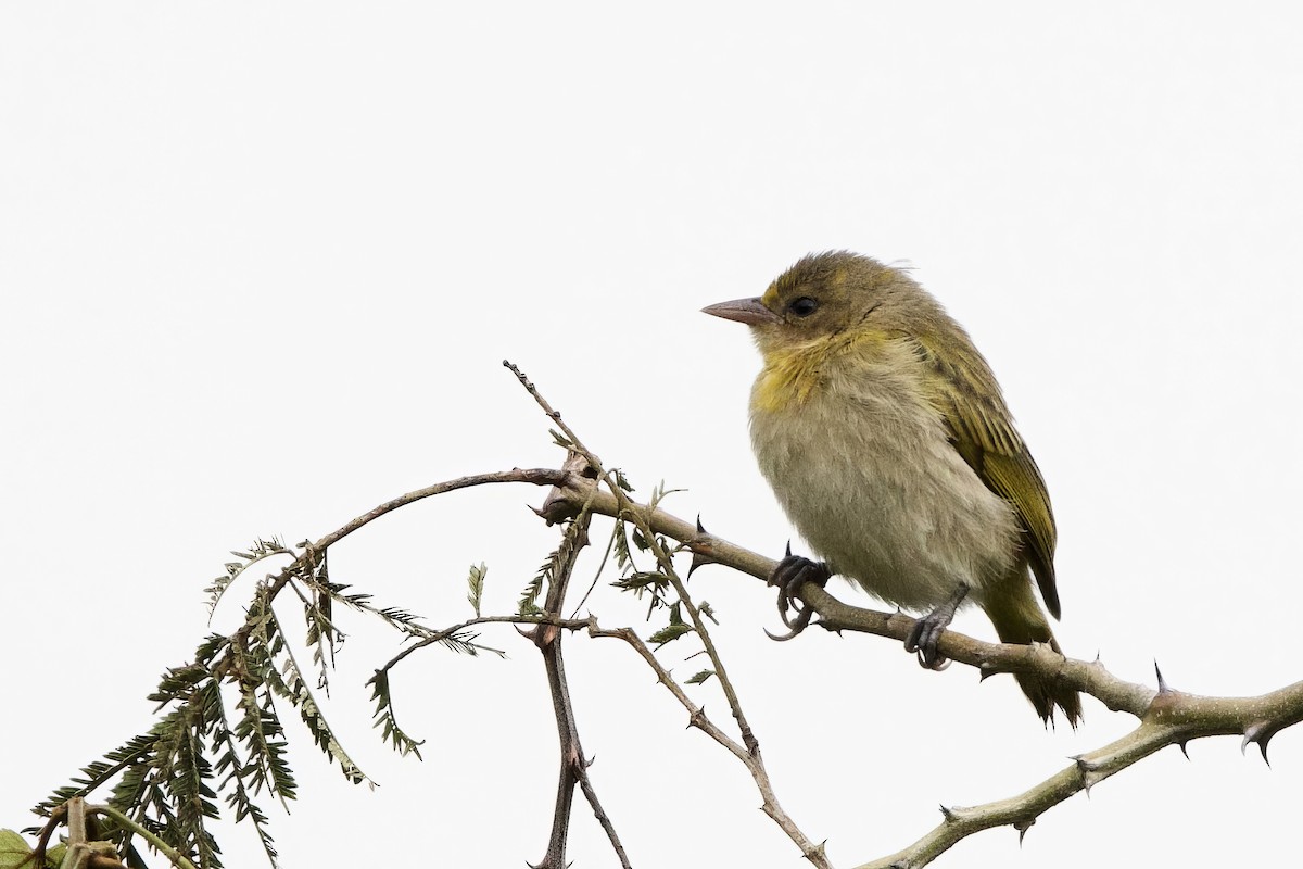 Slender-billed Weaver - ML640533152