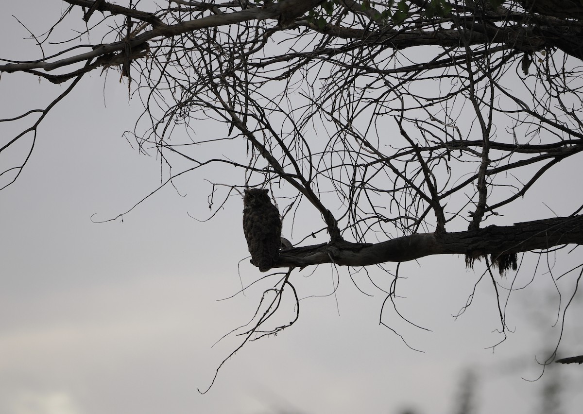 Great Horned Owl - ML640533164