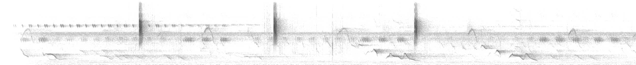 Dicée des Célèbes (kuehni) - ML640533167