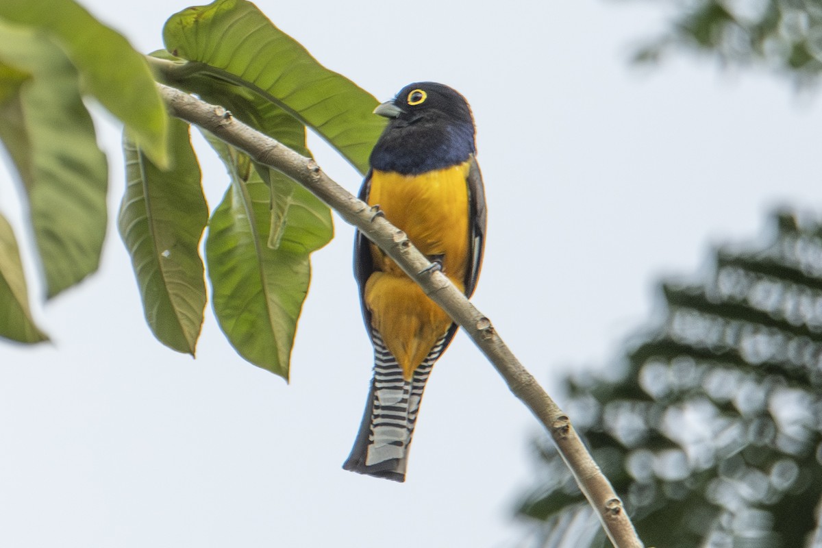 Gartered Trogon - ML640533173
