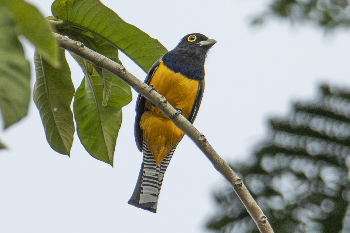 Gartered Trogon - ML640533174