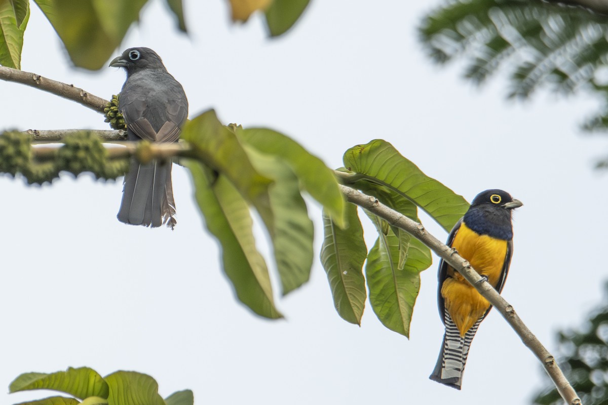 Gartered Trogon - ML640533175