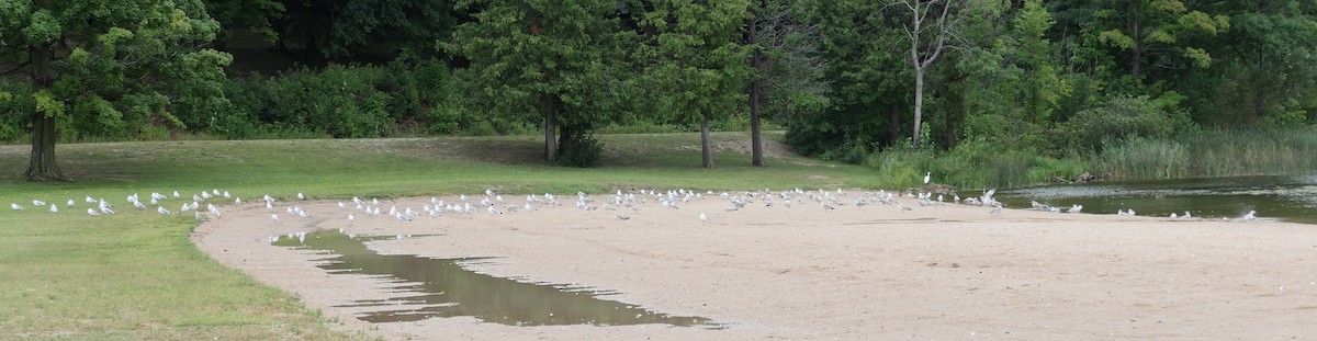 Ring-billed Gull - ML640533190