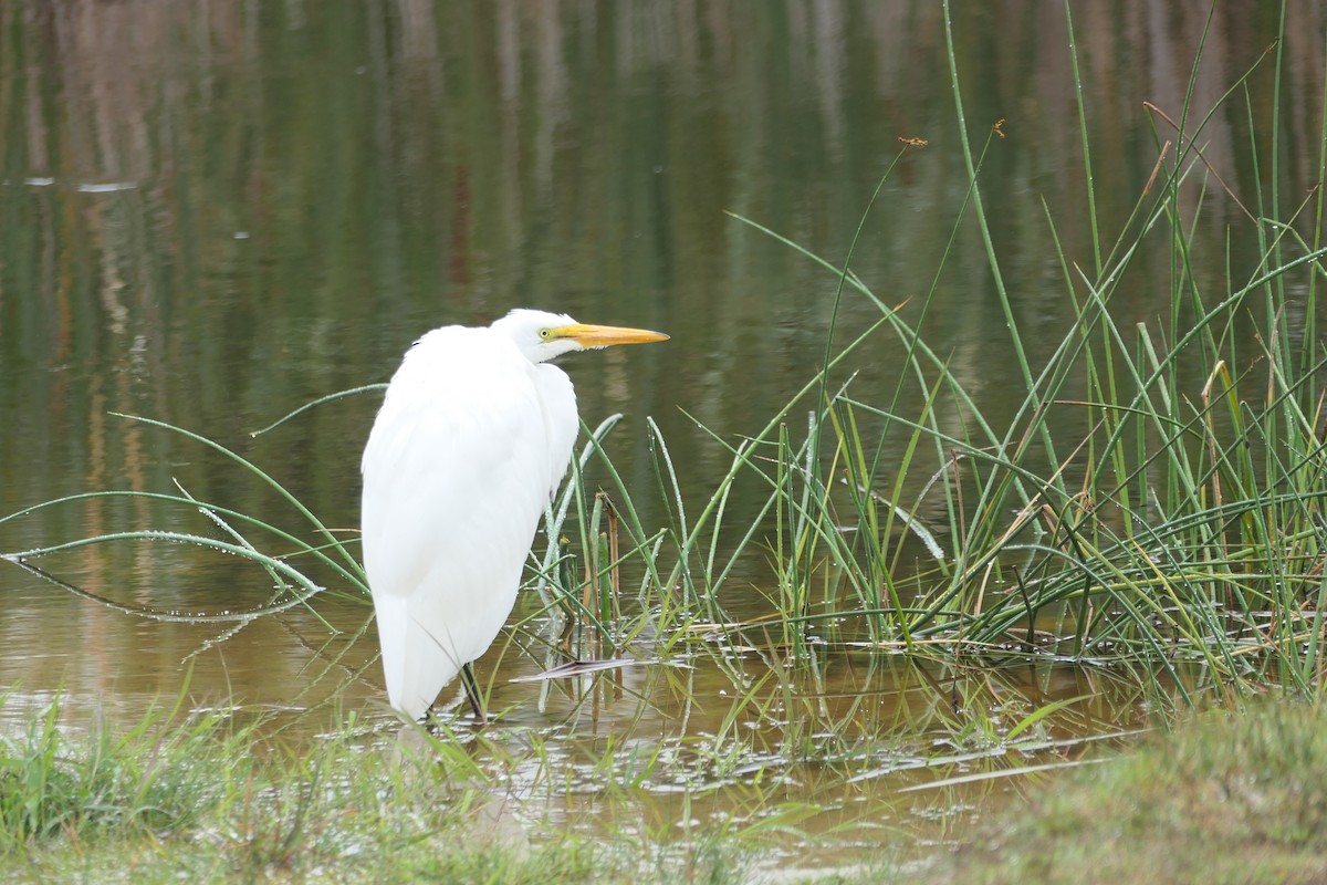 Great Egret - ML640533201