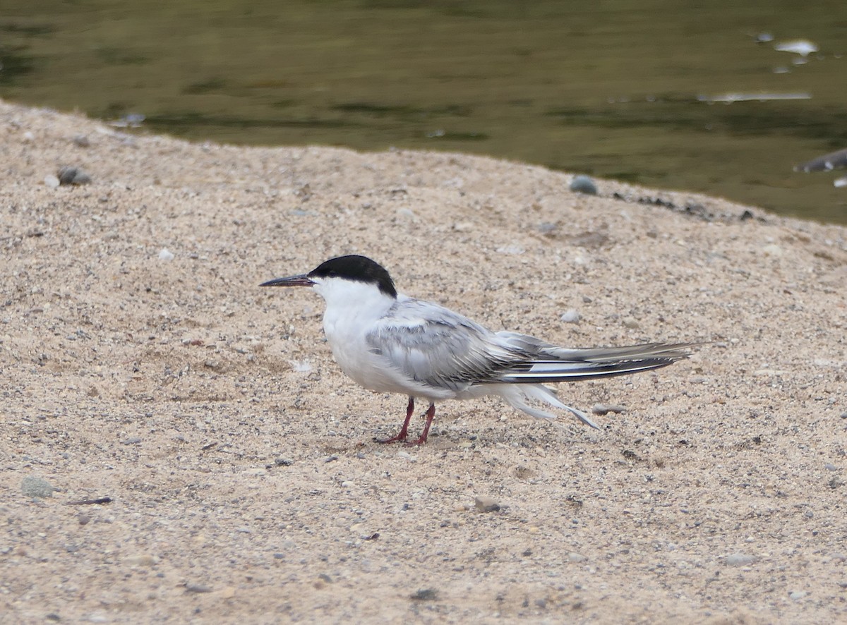 Common Tern - ML640533214