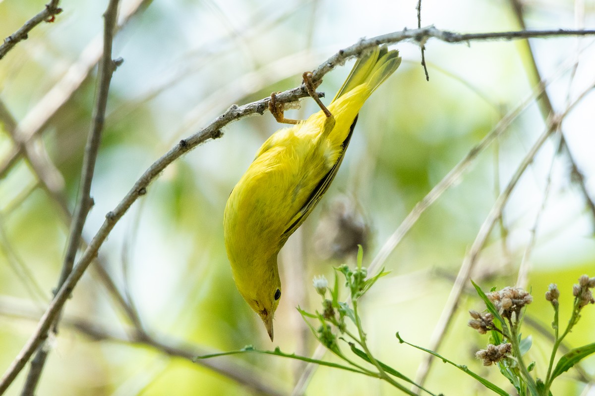 Northern Yellow Warbler - ML640533284