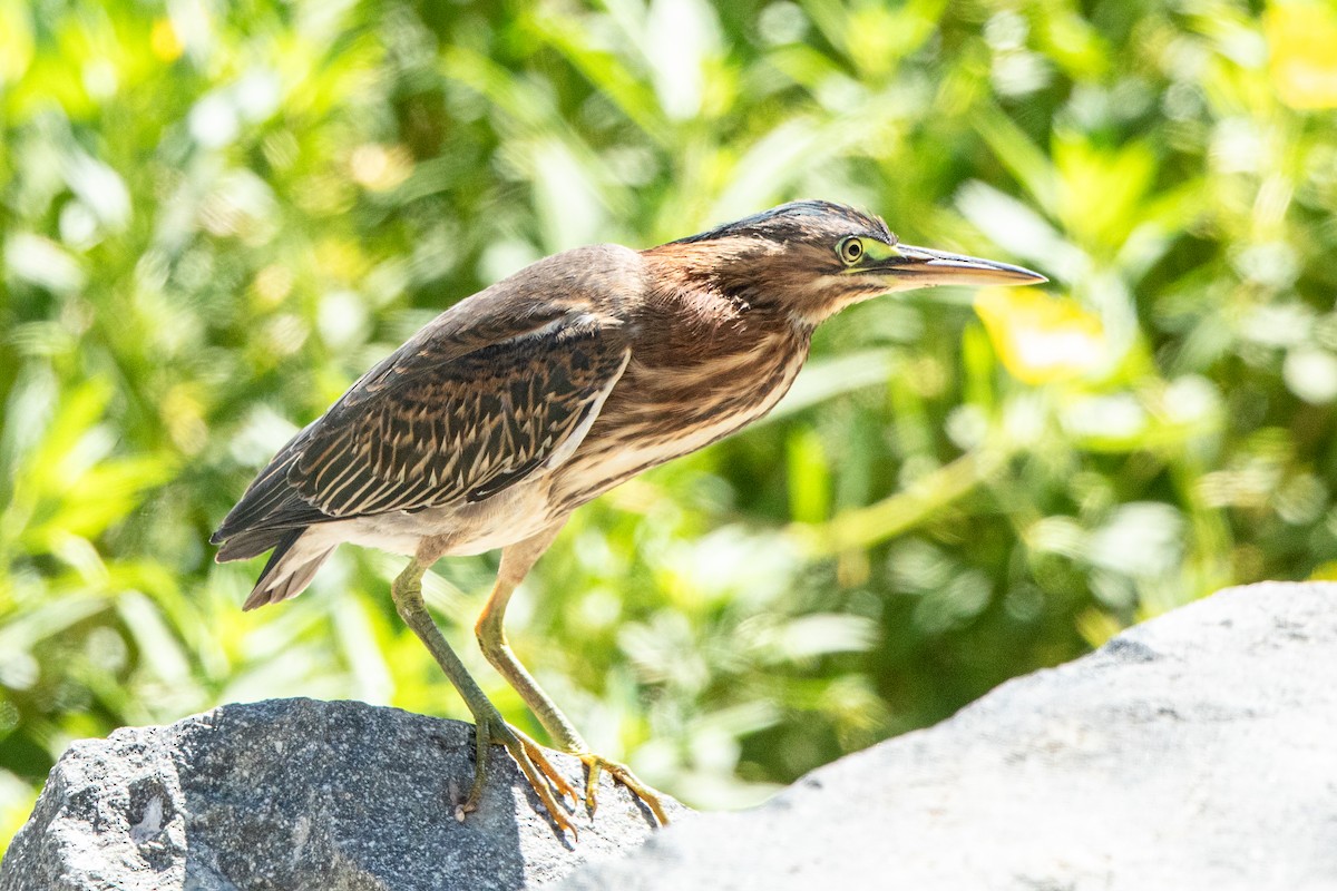 Green Heron - ML640533301