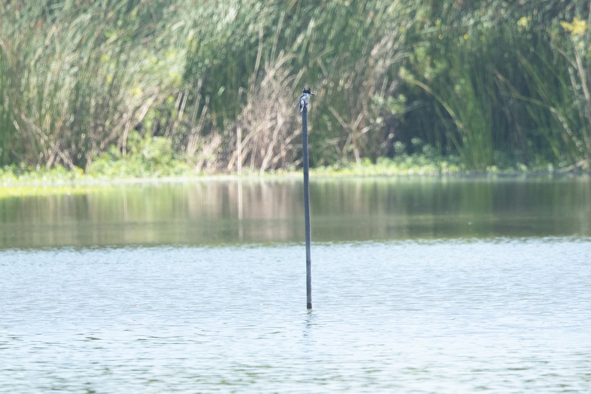 Belted Kingfisher - ML640533305