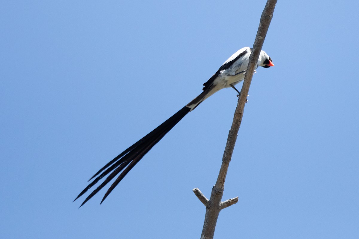 Pin-tailed Whydah - ML640533332