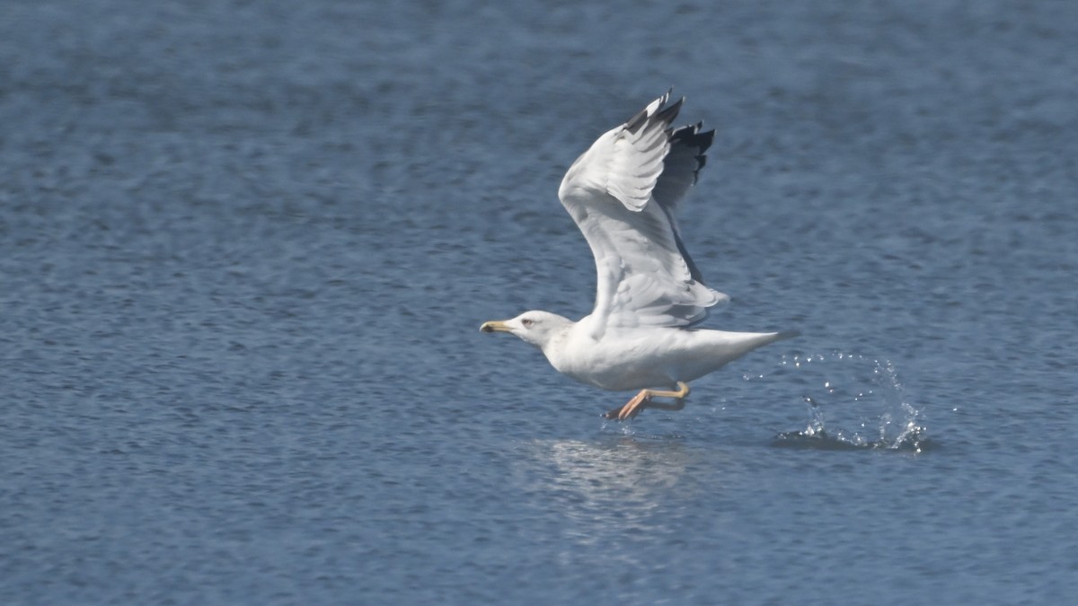 Yellow-legged Gull - ML640533342