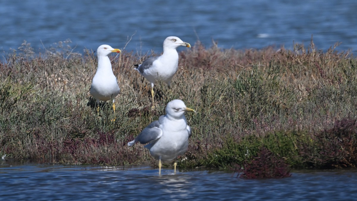 Yellow-legged Gull - ML640533343