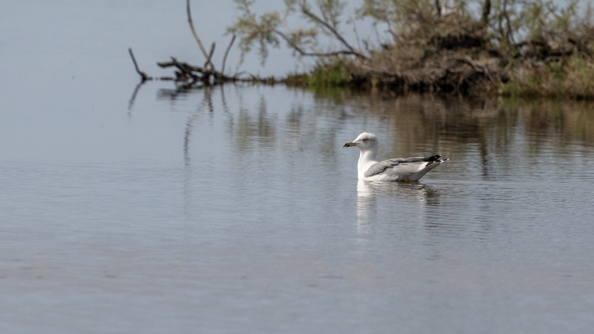 Yellow-legged Gull - ML640533344