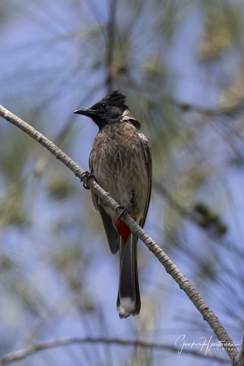 Red-vented Bulbul - ML640533384