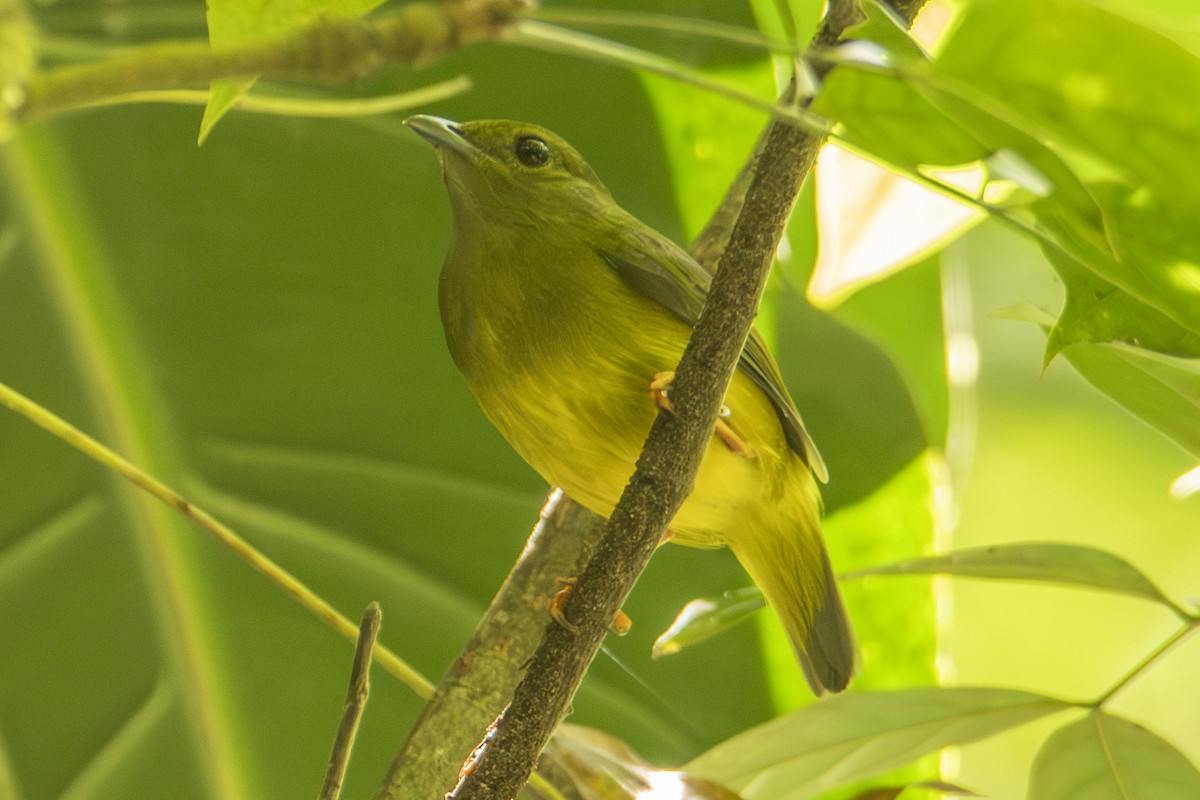 White-collared Manakin - ML640533386