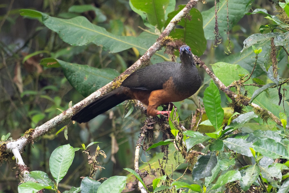 カマバネシャクケイ - ML640533401