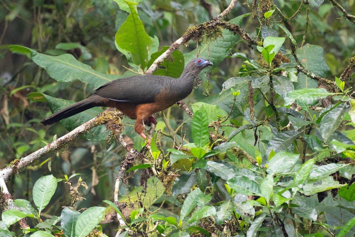 カマバネシャクケイ - ML640533403